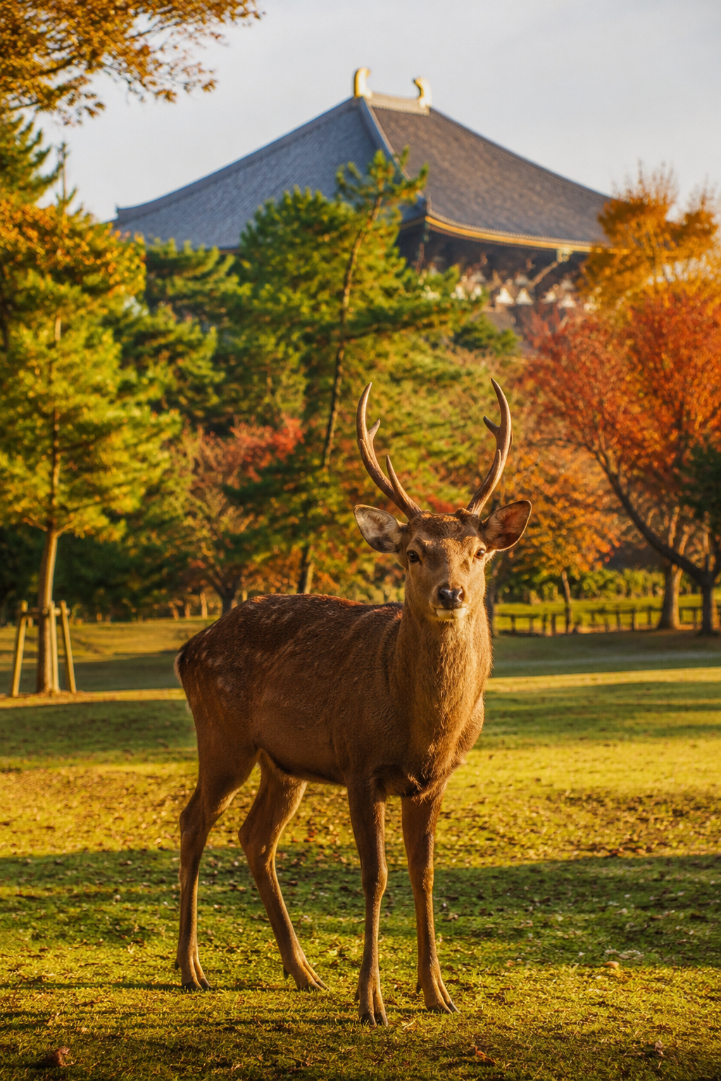 OSAKA + KYOTO + NARA